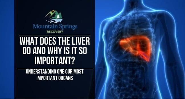 What Does the Liver Do and Why Is It So Important?